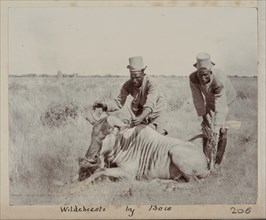 Hunted wildebeest