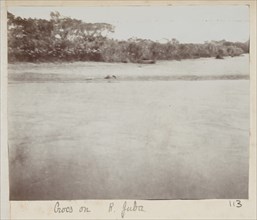 Crocodiles on River Juba
