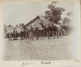 Camels, Somalia
