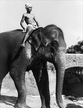 Mahoot and elephant