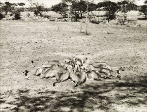 Serengeti lionesses feeding