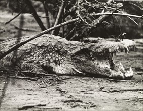 Nile crocodile at Murchison Falls