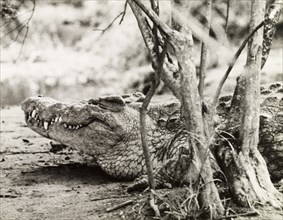 Nile crocodile at Murchison Falls