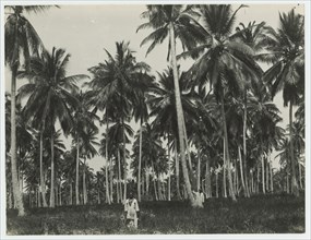 Palm forest, Zanzibar