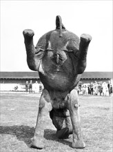 An Elephant Headstand