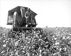 Cotton Picker In Action