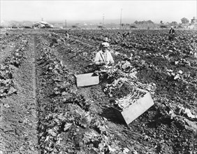 Harvesting Rhubarb In Alameda