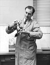 Scientist With Molecule Model