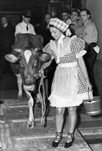 Milking Cow In New York Hotel