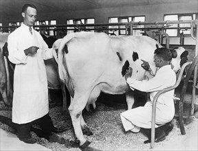 Vets Give Cow A Physical