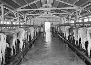 Dairy Cooperative Milking Time