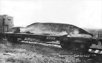 An Oversized Minnesota Fish