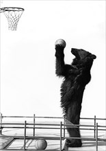 A Basketball Bear