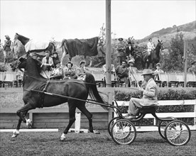 Hackney Harness Horse