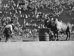 Rodeo Clown Watches Bull