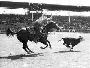 Rodeo Calf Roping Contest