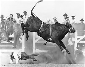 Cowboy Riding A Bull