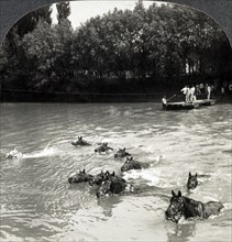 French Cavalry Swimming