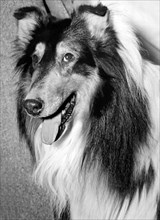 Best Of Breed Collie