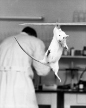 Just Hanging Lab Rat