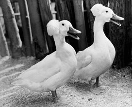 New York, New York:   1942.
Two favorites at the Children's Petting Zoo in Central Park are these