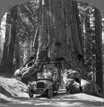 The Wawona Giant Sequoia Tree