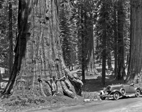 California Sequoia Tree
