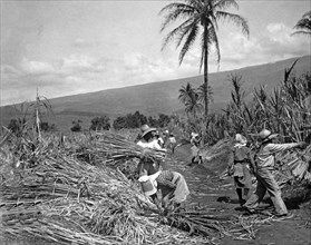 Workers Harvesting Sugar Cane