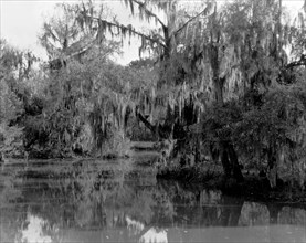 A Bayou Scene In Louisiana