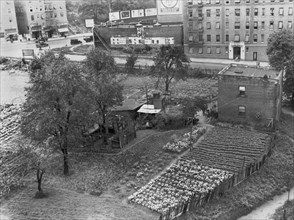 A New York City Farm