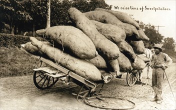 Wagon Of Giant Sweet Potatoes