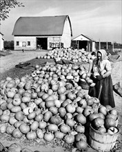 Pumpkin Harvest