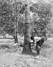 Tapping A Rubber Tree