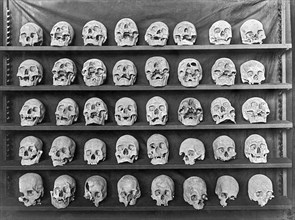 Skulls On Display