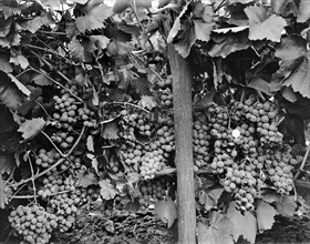 United States:  c. 1900.
A very bountiful harvest of incredibly robust
grapes. For size comparison,