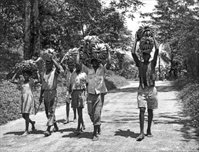 Jamaica, British West Indies:  August, 1956.
A group of natives carying a banana harvest down a
