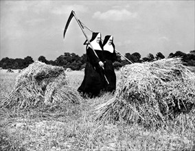 Nuns Harvest Oats In Fields