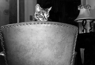 A Cat Peers Over A Chair