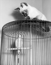 The Parakeet And The Cat