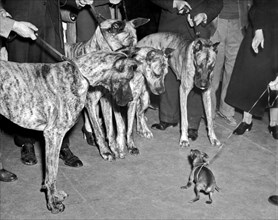 New York, New York:  1937.
A Miniature Pinscher does its best to look brave in front of four Great