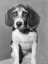Lonely Beagle Awaits Adoption