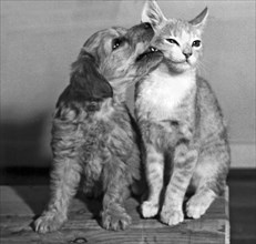 Puppy Nibbles On A Cat