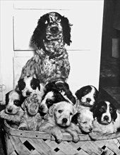 United States:  1947.
"Freckles" rolls her eyes as she watches over her litter of 12 yelping