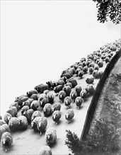 London, England:  May, 1933.
A flock of sheep winds its way along the shores of the Serpentine in