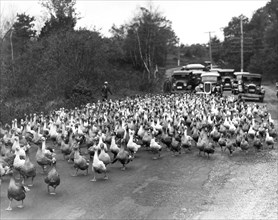 Goose Rush Hour On Rural Road