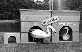 Newly Wed Swans At Home