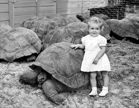 A Young Girl Leans On A Tortoise