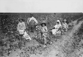 Family Picking Cotton