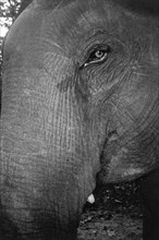 c. 1973.
A closeup of an elephant's head