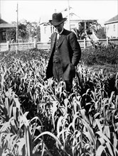 Luther Burbank In His Garden